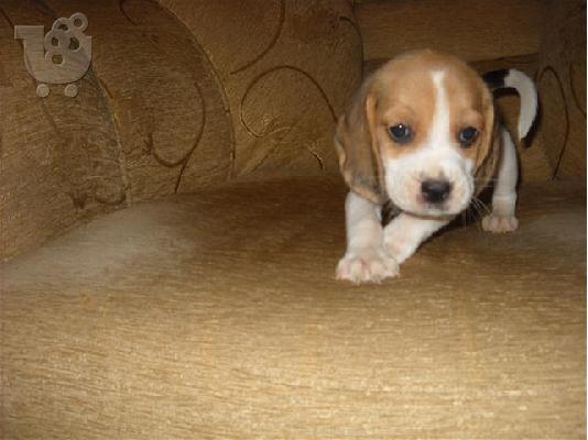 PoulaTo: Beagle - Μπιγκλ καθαροαιμα και υιγιεστατα κουταβια στις καλυτερες τιμες 6979314054
